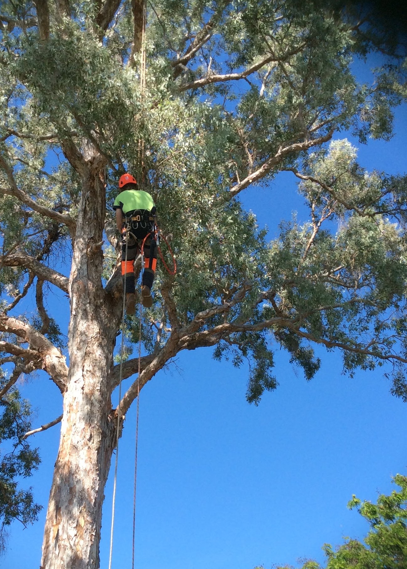 Climber in orange helmet and hi-vis roped into a tall gum tree