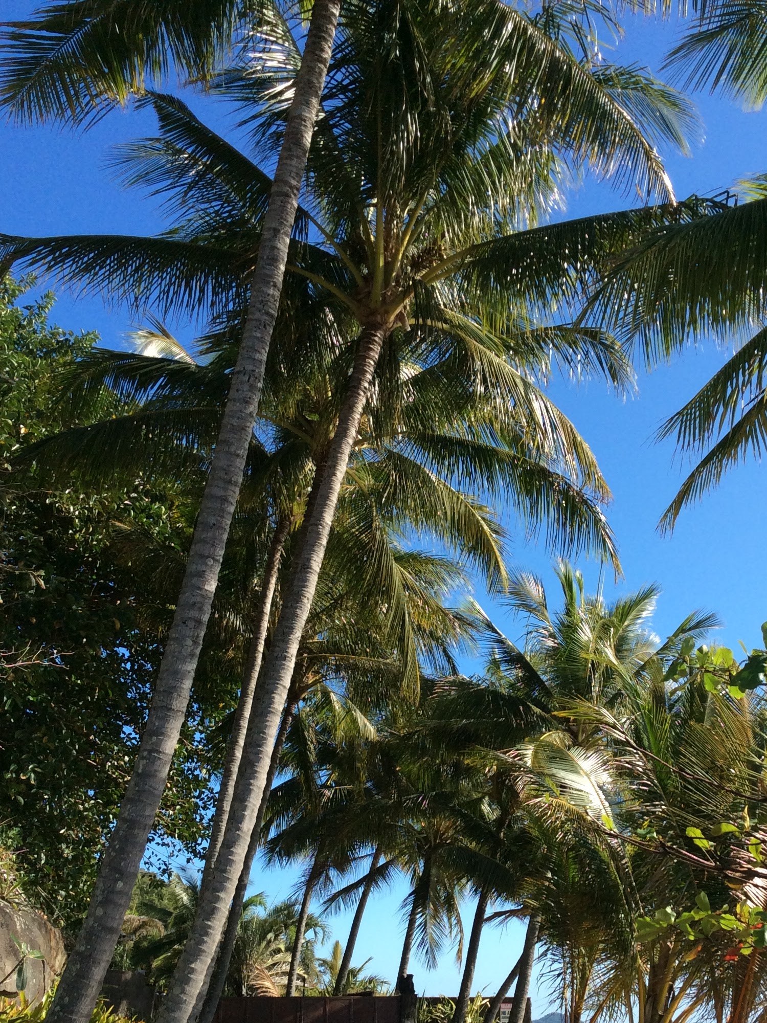 Palm-lined beachfront driveway with the ocean beyond