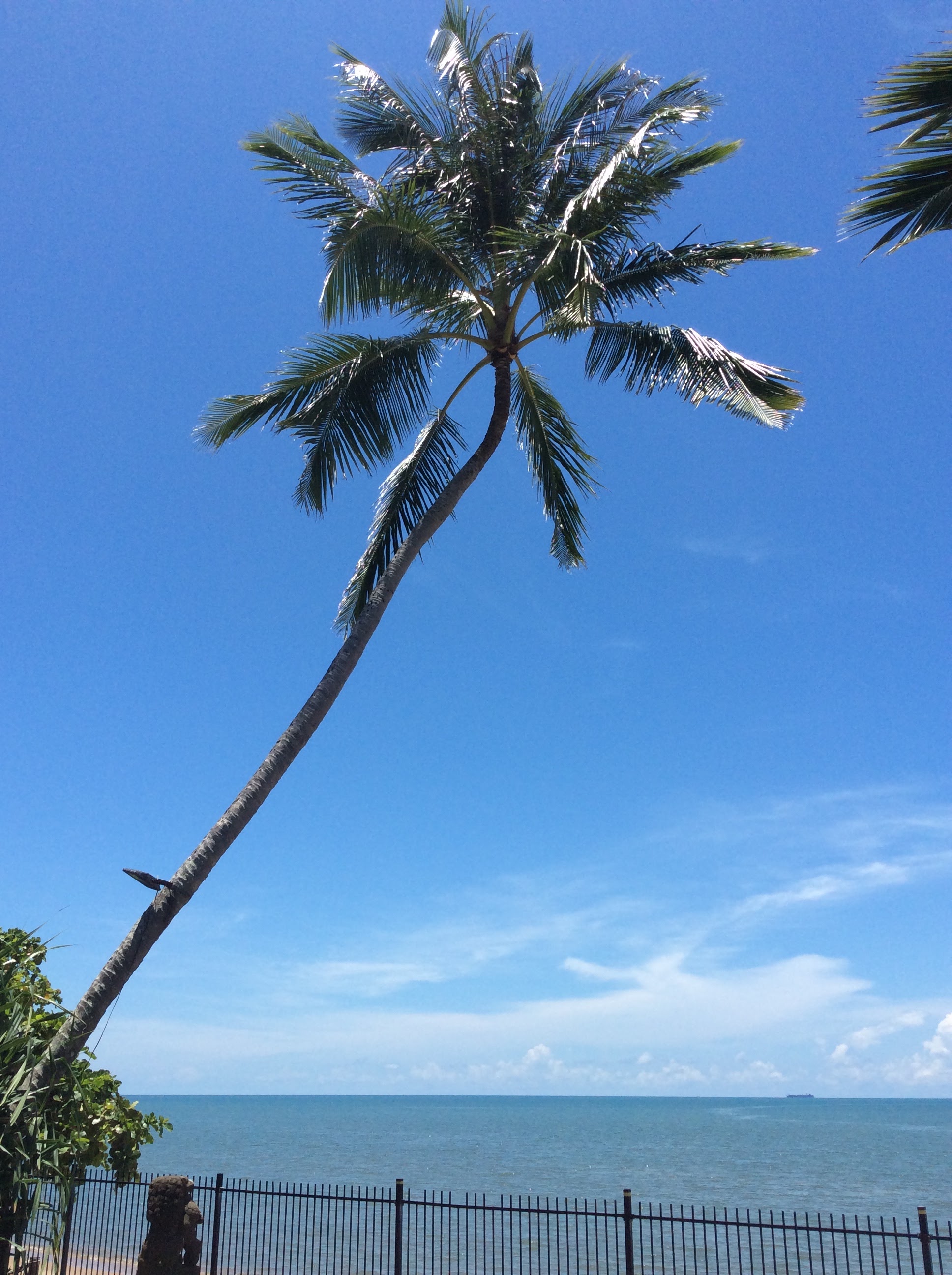 A single leaning coconut palm over the sea at Machans Beach