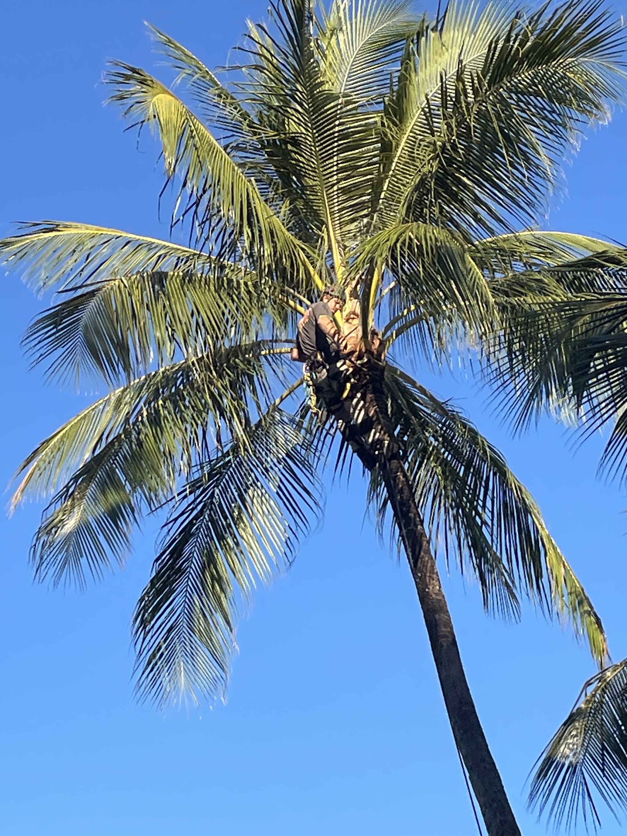 Climber harnessed in at the top of a coconut palm, working among the fronds