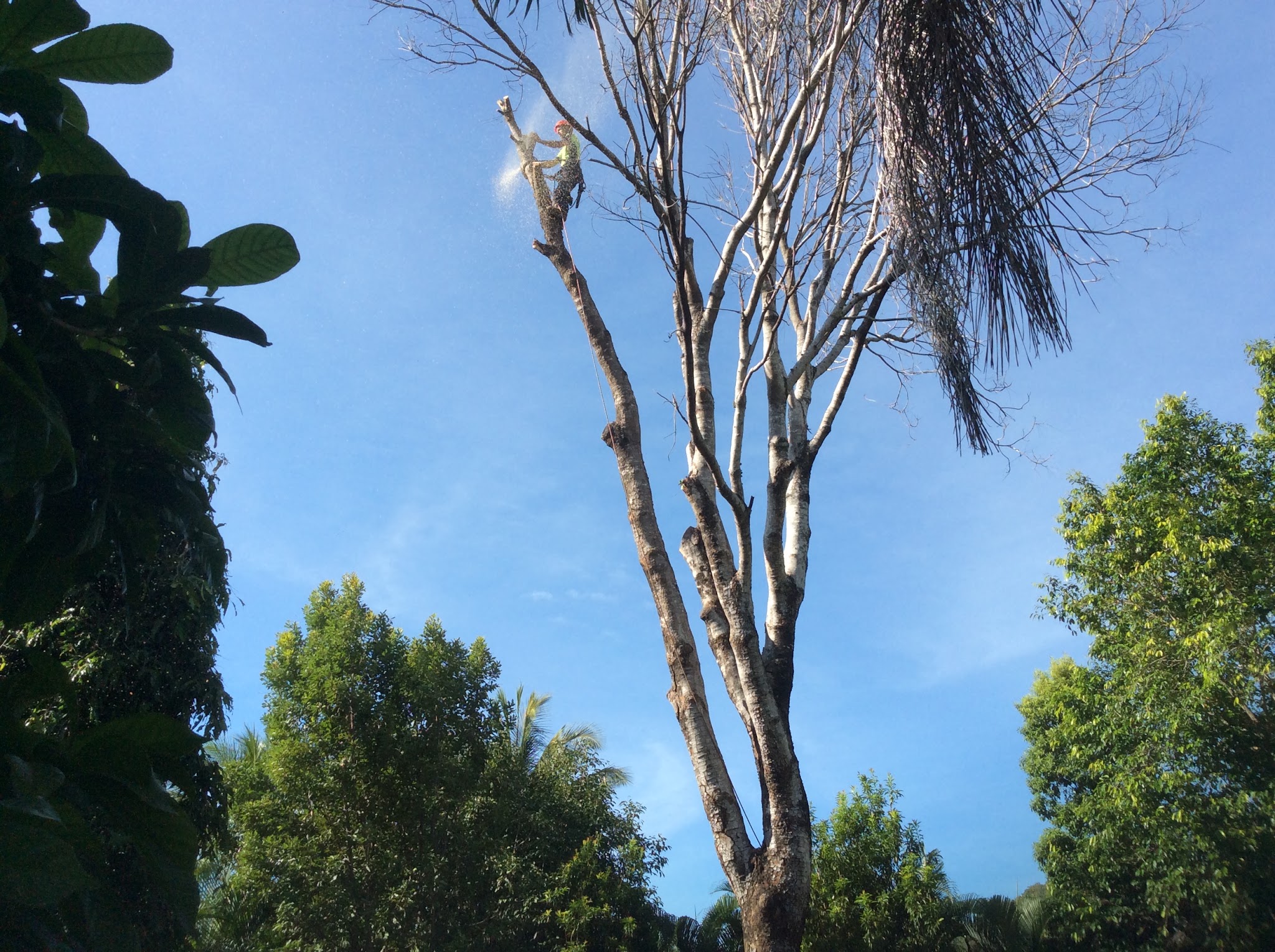 Arborist high in a tall dead tree, sawdust spraying mid-cut