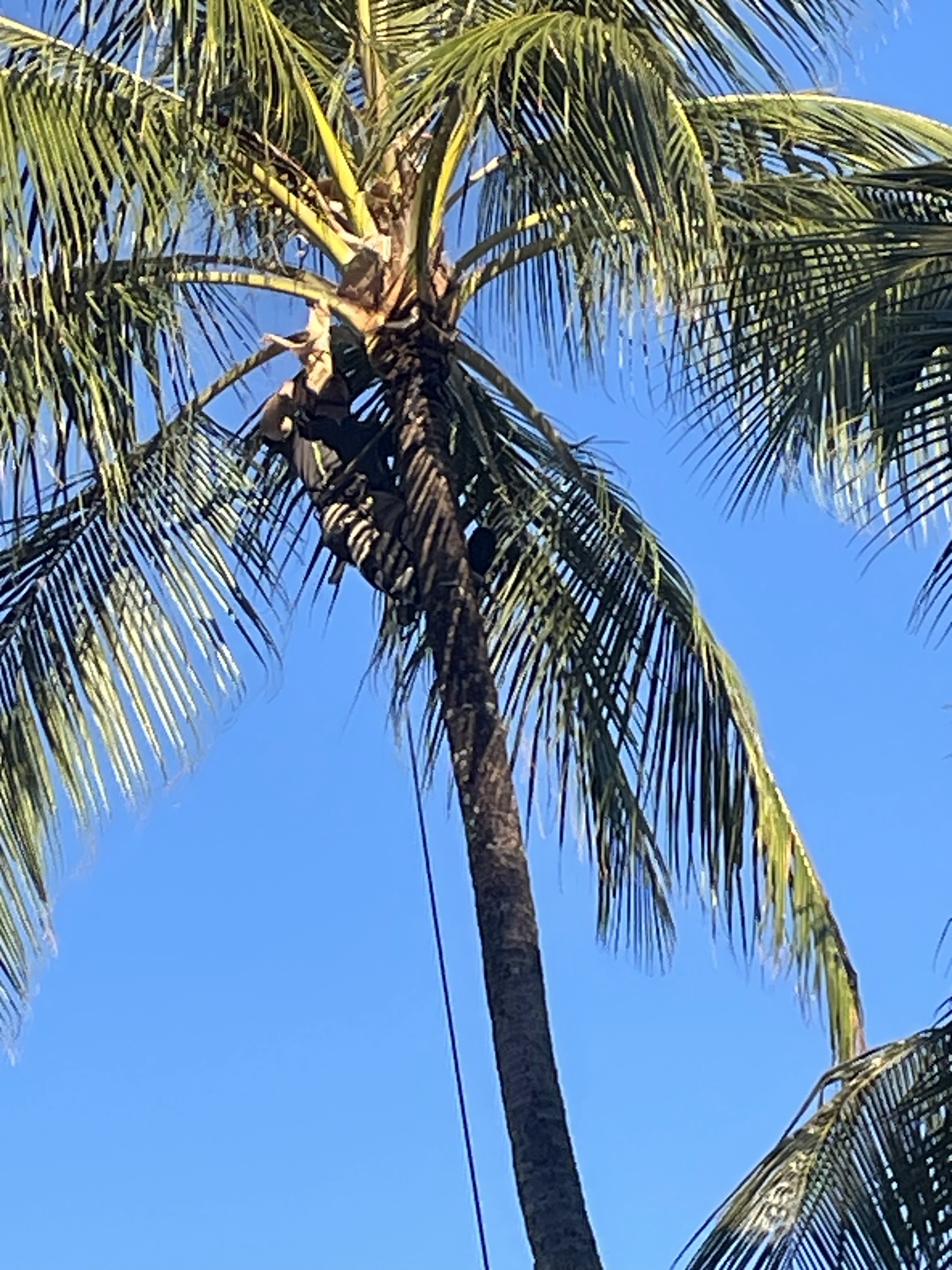 A Coconut Dundee climber working in the crown of a tall coconut palm
